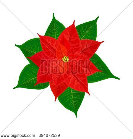 Red Christmas Poinsettia Isolated On White Background. Christmas Star Symbol. Pulcherrima Blooming P