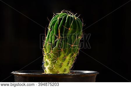 Beautiful Echinofossulocactus Cactus In Flower Pot On Black Background