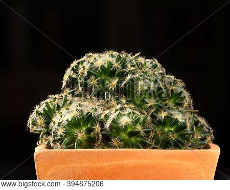 Beautiful Mammillaria Spinosissima Cactus In The Pot On Black Background