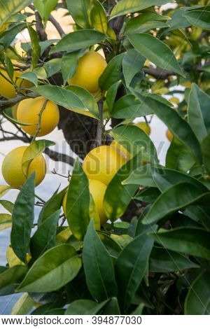 Orange Fruits Of The Citrus Sinensis (orange Tree) On A Backdrop Of Douro Valley Vineyards, Portugal