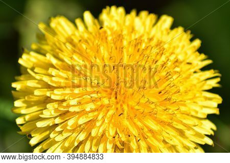 Beautiful Big Yellow Dandelion Close Up On A Sunny Day