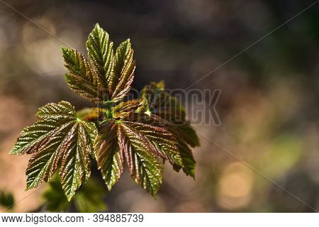 Maple Young Leaves Bloom In Warm Spring