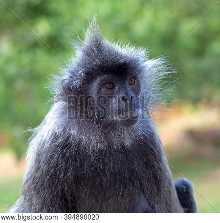Portrait Of A Wild Cute Monkey With A Mohawk Haircut On His Head. Silvery Lutung, Also Known As The 