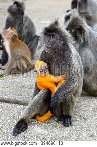Cute Wild Grey Mom Monkey With Orange Cub In A Natural Environment At Malaysia. Silvery Lutung, Also