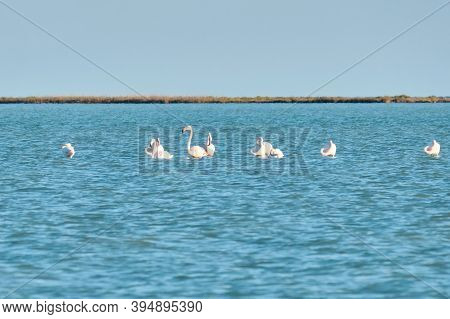 Flock Of Pink Flamingos At River Estuary. Goksu River Delta, Turkey