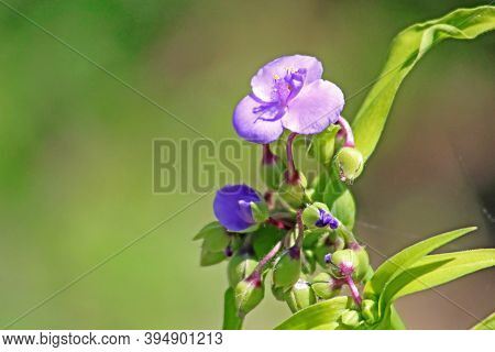 Little Blue Flower In The Summer Garden