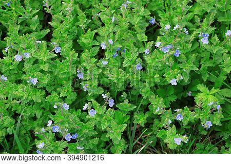 Natural Background With Germander Speedwell (veronica Chamaedrys)