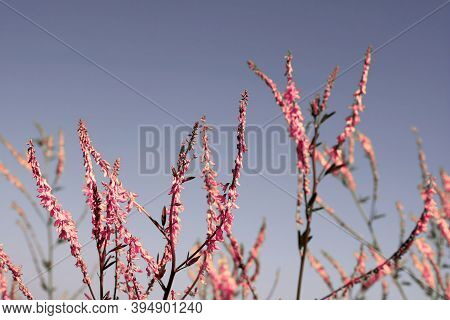 Pink Flowers Over Blue Sky Background