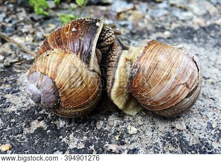 Small Garden Snail In Shell Crawling On Wet Road, Slug Hurry Home. Snail Slug Consist Of Edible Tast