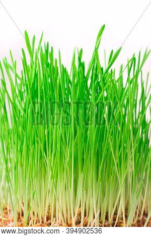 Sprouted Wheat With Green Shoots On A Light Background.