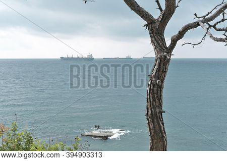 Cargo Ships On A Horizon Of Ocean. Quiet Ocean And Dry Tree On An Foreground. Transortation And Navy