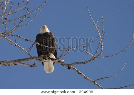 Perca del águila