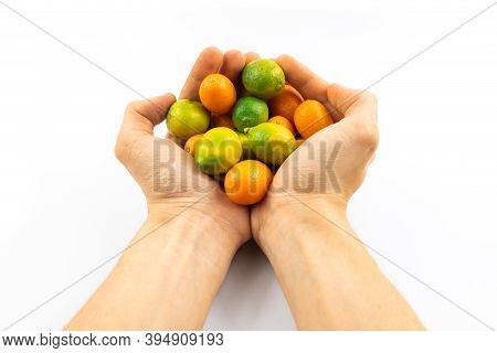 Ripe Fresh Small Citrus Fruits Kumquat And Limequat On White Isolated Background In Human Hands
