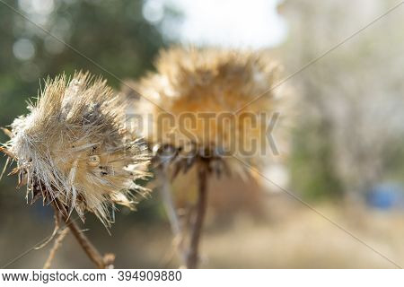 Dried Thistle Flower (silybum Marinanum) With Bokeh Effect. Majorca Island, Spain