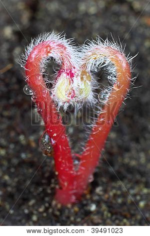 Germogli di cuore