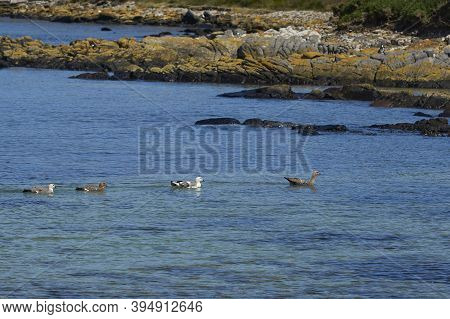 Group Of Upland Geese (chloephaga Picta Leucoptera) Swimming In The Sea On The Coast Of Carcass Isla