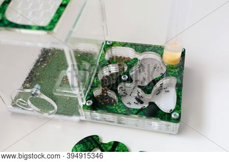 Acrylic Ant Farm, Formicarium With Reaper Ants Decorated Arena And Test Tube For Drinking Ants Stand