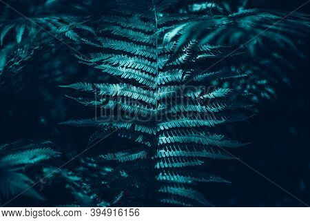 Beautiful Green Dark Fern Leaves In Forest. Polypodiopsida Plant Background Texture. Pretty Artistic