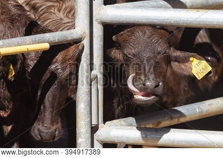 Asian Baby Murrah Buffalo Or Water Buffalo In Stables At Local Dairy Farm. Agriculture And Farming C