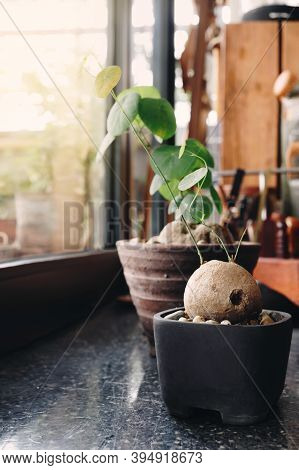 Small Plants (stephania Erecta) In A Black Pot Decorated On The Working Table With Warm Sunlight Fro
