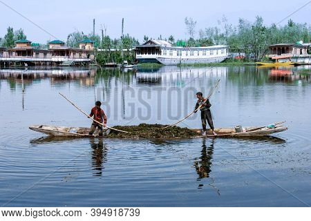 Srinagar, India - January 7, 2021 : Kashmiri Boatmans Removes Algae Growing In Dal Lake At In Srinag