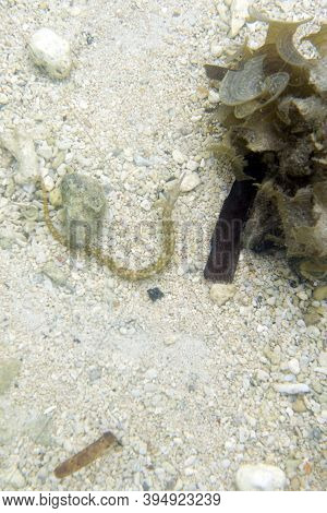 Syngnathus Acus Fish In The Sea Of Togian Islands