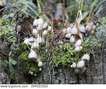 Viw Of Coprinellus Disseminatus Mushrooms In The Wood, Italy