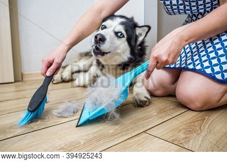 A Woman Removes Dog Hair After Molting A Dog With A Dustpan And Broom At Home. Cleaning Dog Hair At 