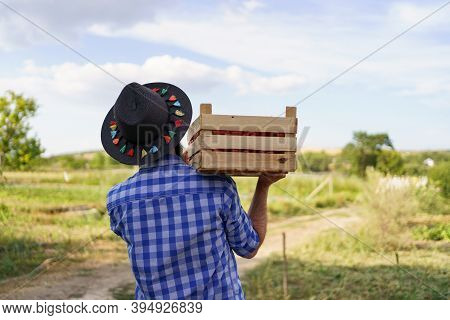 Happy Farmer Holding Harvested Eco Tomatoes Walking With A Full Crate On Hist Shoulders