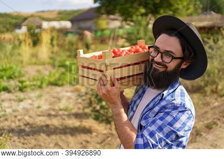 Happy Farmer Holding Harvested Eco Tomatoes Walking With A Full Crate On Hist Shoulder