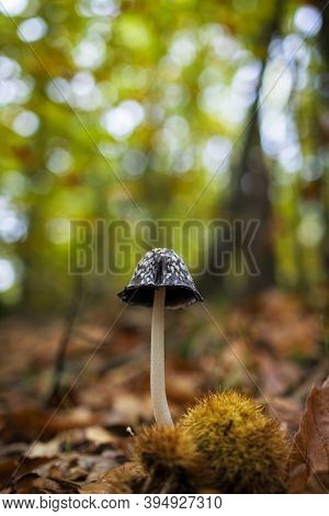 Coprinus Picaceus. Mushroom In A Chestnut Forest.