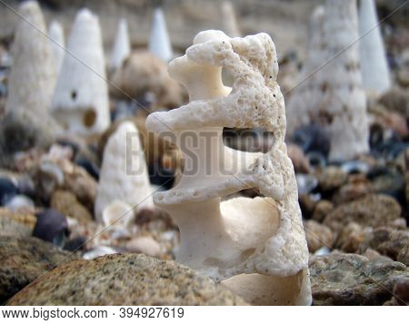 Sea Shells At The Beach