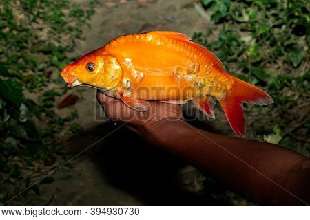 A Man Is Holding A Golden Carp Fish Or A Minercap In His Hand