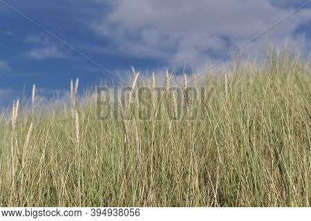 European Beachgrass, Ammophila Arenaria