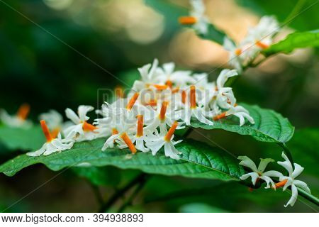 Night-flowering Jasmine Or Parijat Or Hengra Bubar Or Shiuli