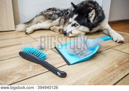 The Hair After Molting The Dog Is Collected In A Scoop With A Brush. Cleaning Dog Hair At Home. Pet 