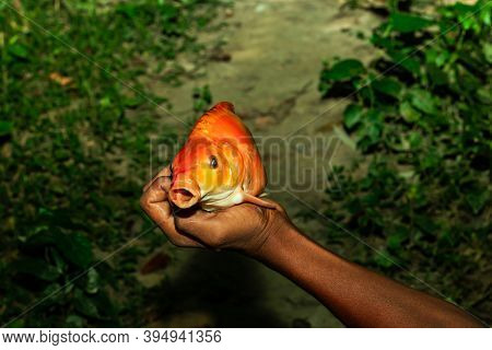 The Man Holding A Golden Gold Fish Or Minarcap On His Hand