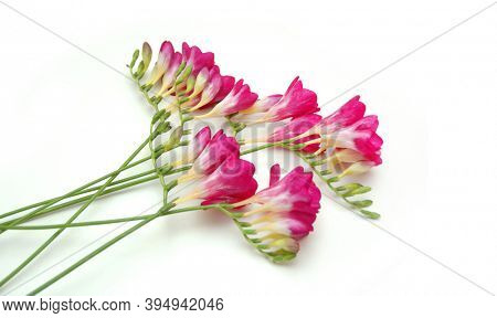 Natural fresh branches pink freesia flowers with buds. 