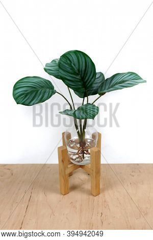 Flower with striped leaves. Calathea Orbifolia Peacock Plant on the table                