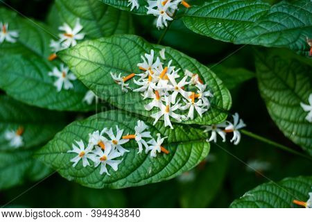 Shiuli Or Night-flowering Or Or Parijat Or Hengra Bubar