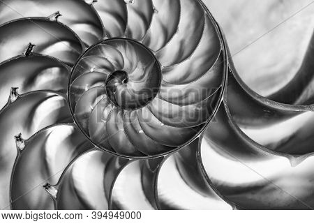 Detailed contrasty photo of a halved backlit  shell of a chambered nautilus (Nautilus pompilius) shows beautiful spiral pattern. Black and white