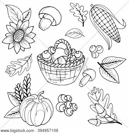 Vector Stock Illustration, Set Of Black And White Elements, Coloring Book, Autumn Leaves, Acorns, Pu