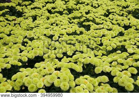 The Lime Green Color Of Pompon Mum 'kermit' Flowers