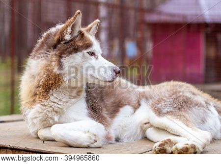 Siberian Husky Dog Lying On A Wooden House. The Dog Is Lying, Bored ...