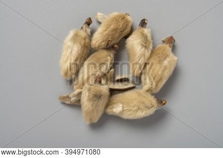 Top View Herb Medicine Xinyi Or Magnoliae Flos Or Biod Magnolia
