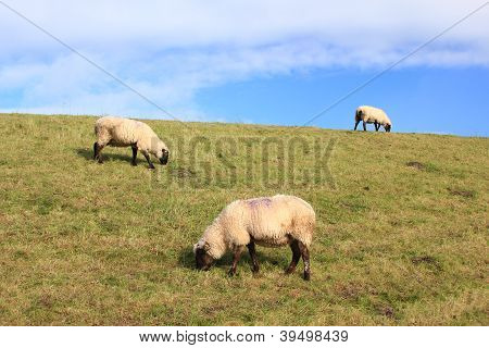 Schafe auf einen Deich
