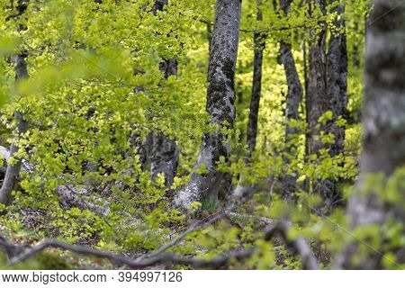 Green Forest Nature. Ancient Green Forest. Nature. Oak Forest. Natural Environment. Forest Nature. R