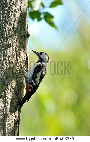 นกหัวขวาน (Picoides Pubescens)