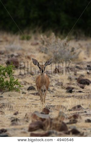 Steenbok (raphicerus Campestris)