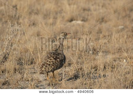 女性北部ブラック Korhaan (eupodotis Afraoides)